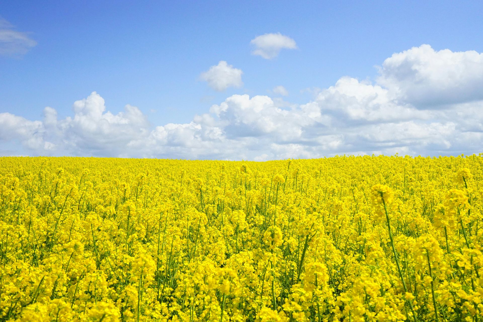 Agricultural field